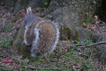 Squirrel in New York Central Park
