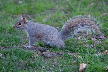 Naklejka na ściany i meble Squirrel in New York Central Park