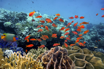Fototapeta premium Tropical fish and Hard coral