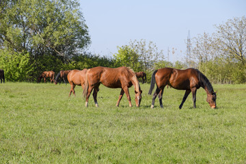 Fototapeta premium Horses graze in the pasture. Paddock horses on a horse farm. Walking horses