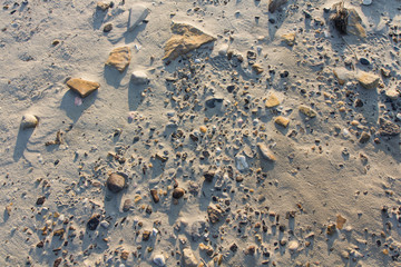Shells in the sand on the beach, close-up, in the Lena river