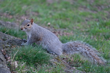 Naklejka na ściany i meble Squirrel in New York Central Park