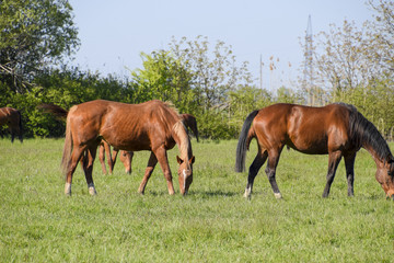 Obraz premium Horses graze in the pasture. Paddock horses on a horse farm. Walking horses