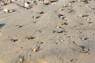 Shells in the sand on the beach, close-up, in the Lena river