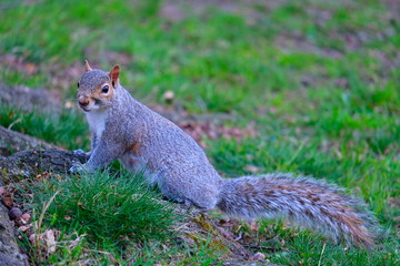Naklejka premium Squirrel in New York Central Park