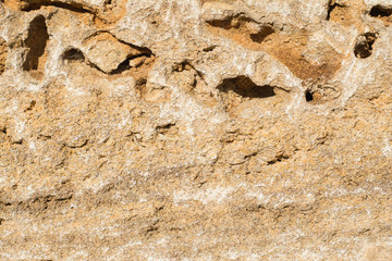 Texture shell with unique pores, fossils for the background