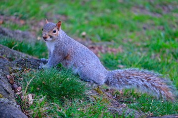 Squirrel in New York Central Park