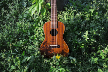 森の中のウクレレ