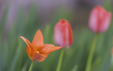 Tulips in my garden - 146662603