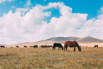 Fototapeta na wymiar A herd of hores feeding in the grassland against hills and mountains, inner mongolia,China