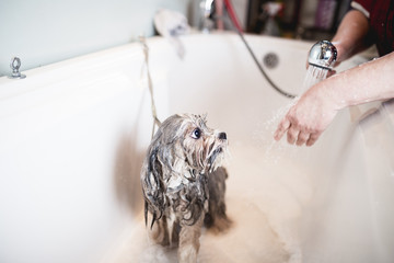 Lhasa apso at grooming salon having bath. 