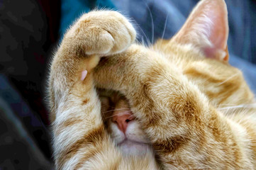 Cute polydactyl cat covering face with paws; dedicated focus