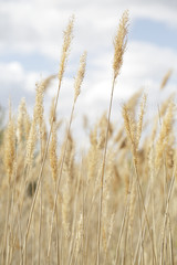 Dry reeds swaying in the wind