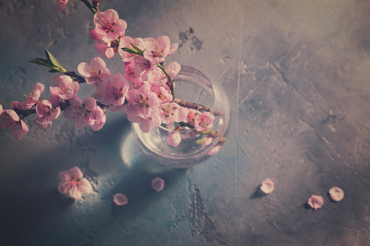 Fototapeta pink cherry blossom fresh twigs bunch on gray background, retro toned