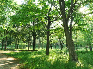 木漏れ日が射し込む朝の森林