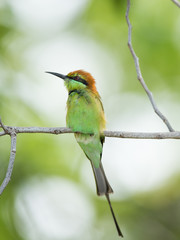 Bee eater bird