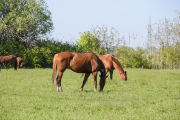 Naklejka premium Horses graze in the pasture. Paddock horses on a horse farm. Walking horses