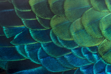 Close up peacock feachers