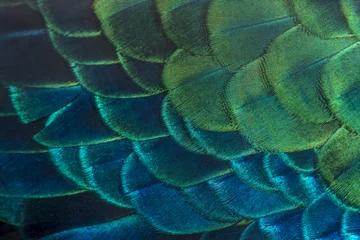 Keuken spatwand met foto Close up peacock feachers © chamnan phanthong
