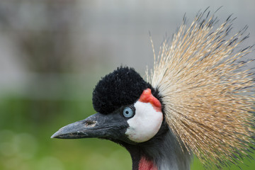Crowned Crane's blow hair - 146665637