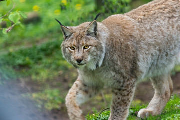 Lynx on a walk - 146665640