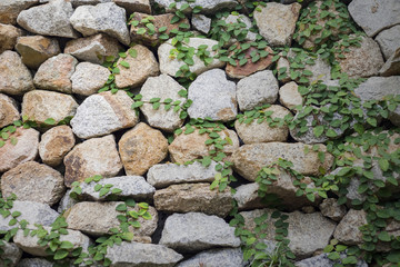 Old stone wall with ivy as background