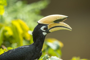 Close up oriental pied hornbill