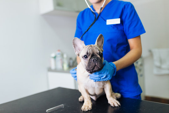 Vet examining french bulldog puppy with stethoscope. Selective focus on dog. 