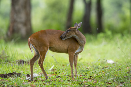 barking deer or Muntjac in nature