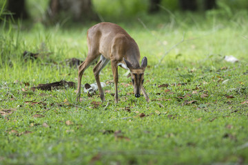 barking deer or Muntjac in nature