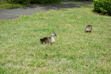 春の鴨