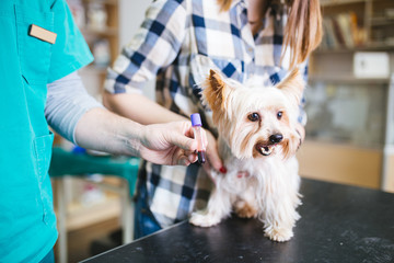 Woman with her Yorkshire terrier at veterinary. Vet taking blood test of dog. Selective focus.