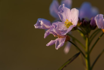 Obraz premium Blüte