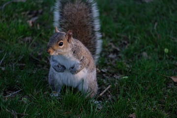 Squirrel in Central Park, Manhattan
