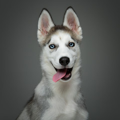 Cute husky puppy dog