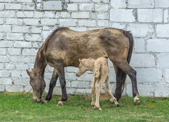 Horse and foal on wall background  
