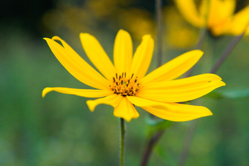 Soft-focus close-up of yellow flowers