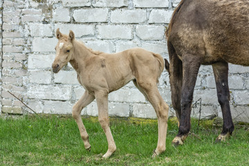 Horse and foal on wall background  
