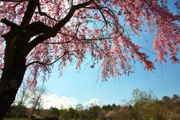 桜と富士山
