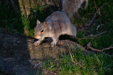Squirrel in Central Park, Manhattan