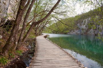 Naklejka premium Kręta ścieżka w Parku Narodowym Jezior Plitwickich w Chorwacji