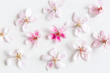 top view on white background filling with sacura flowers. Concept of love. hi key spring pattern....