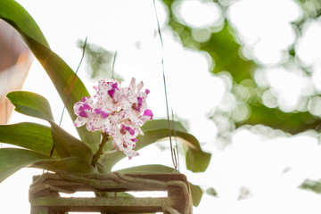 Rhynchostylis gigantea orchid