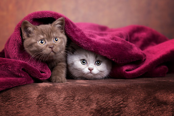 2 hübsche BKH Babykatzen unter einer roten Decke