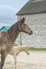 Horse and foal on wall background  