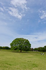 青空と新緑