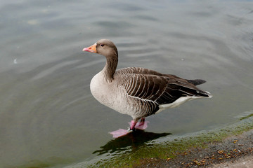 england duck standing on the lake