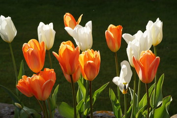 Bunte Tulpen in einem Garten