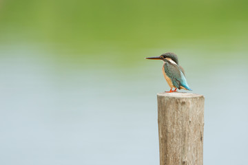 Common kingfisher