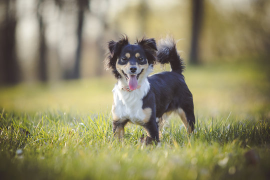 Fototapeta Hund steht auf Wiese